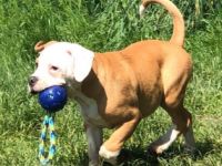 Conti /OEB Welpe sucht ab sofort ein Zuhause. Er ist