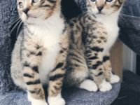 2 Katzen ❤ 1Kater., Britisch Kurzhaar, Mix-Kitten