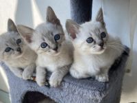 Am 10.03.2022 haben wir 5 wunderschöne Babys bekommen.