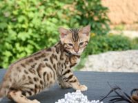 Ab Ende Mai ( je nach Entwicklung) dürfen unsere Kitten