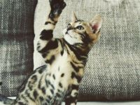 Letzte Babys suchen ab sofort win zuhause. Mama mit