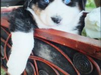 Liebevoll aufgezogene Aussie Welpchen. Bei Abgabe