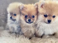 Die kleinen sind ab dem 3.6 Abgabe bereit Der hellste