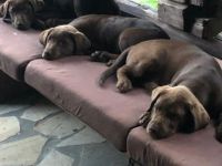 Unsere dreijährige Labradorhündin hat am 17.02.22 7