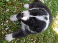 Unsere Osterwelpen suchen einen Spielkameraden, Freund