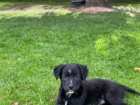 Unsere Shila ist Mama von 5 kleinen Schnuffelchen