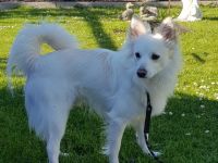 Hallo liebe Hundeliebhaber. Ich bin der Max, ein weißer