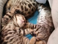 1 Junge und 1 Mädchen. Sehr verspielt, gut essen, aufs