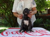 An Ostern sind 10 kleine Irish Wolfhound Welpen