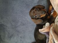 Süsse, zutrauliche und verschmuste Kurzhaardackel