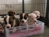 Hallo liebe Hundeliebhaber unsere Bambi hat am 12.04 22