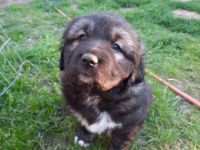 Sehr kräftig , Mutter( kaukasen-zentralasiaten-mix) und