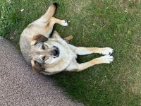 Layla, yla sucht ein neues Zuhause . Sie ist 1 Jahr und