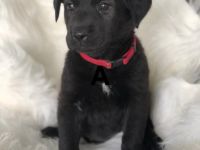 Am 07.04.22 hat unsere Hündin 10 Gesunde Welpen auf die