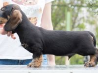 Dachshund standard wire-haired. Promising for show and