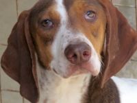 Dec (Mischling, männlich, Pointer-X)