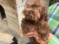 Bolonka Rüde 4 einhalb Monate mit Papiere, Chip, kpl.