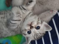 Ich biete 2 Britisch-Kurzhaar Babykatzen (Kater) Unsere