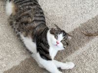 Mini, Unsere wunderschöne Kätzchen suchen eines neue