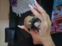 Hallo Unsere Kleinen sind endlich da :) Alle top fit