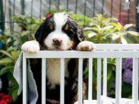 Schauen Sie auf Facebook unsere Seite : die Berner vom