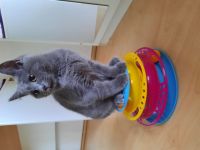 Hallo, Liebe Tierfreunde! Unsere Katze hat am 24.01.22