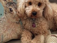 Apricot Fawn Zwergpudel Deckrüde Erfahren Ahnentafel Gentest Patella frei Zuchttauglich KeinVerkauf!