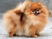 The Small Step kennel