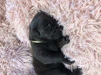 …Am 14.5.2022 kamen 7 kräftige, gesunde Labradorwelpen