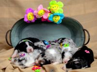 5 wunderschöne Miniature Australian Shepherd Welpen