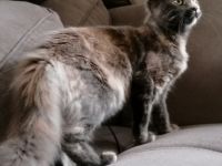 Verschmustes und typvolles Maine Coon Kitten sucht ein