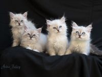 Neva Masquarade vom Haus der Sechem