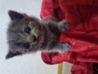 Guten Tag, Unsere Katze Zoja hatte am 03.04.22 einen