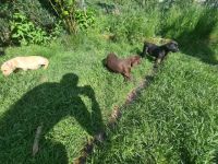 Wir haben kleine süße Labradore (braun/blond/schwarz)