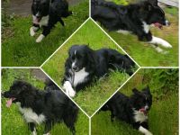 Knights Just in Case of Joker