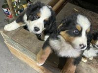 2 zuckersüße,reinrassige Betnersennenhundwelpen geboren