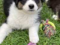 Am 01.04 hat unsere liebe Emma 8 süße Welpen geboren .