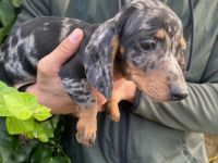 Unsere Kurzhaardackelwelpen im den seltenen