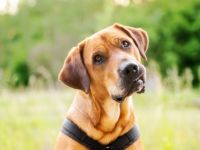 Hundetraining Ulf Merkel