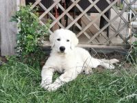 Guten Tag, wir haben einen wunderschönen Wurf Maremmano