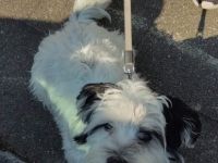 Puschel, Ich suche ein neues zuhause für meinen kleinen