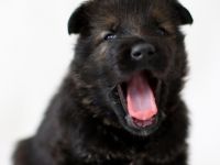 Am 30.04.2022 wurden in unserer Hobbyzucht süße