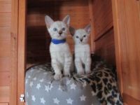 Verkaufe junge Bengalkitten in der Farbe Snow Lynx