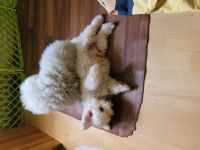 Hallo ich heiße Djego,meine Mama sagt, ich bin schon