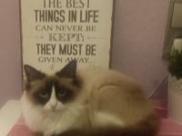 Aeryn ist eine wunderhübsche Heilige Birma mit