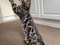 Aus einer traumhaften Verpaarung sind aus unserem