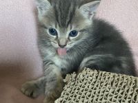 Bkh baby girl sehr liebt und verspielt ,sucht eine