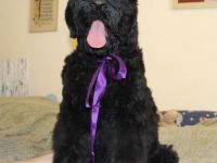 Der Zwinger SIGNUM DEI bewirbt den Verkauf von Black