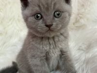 Unsere BKH Katze hat zuckersüße Kitten zur Welt