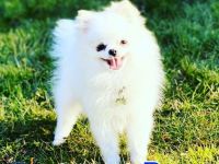 Hallo liebe, vielleicht zukünftige Welpeneltern Am 14.4